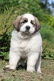 SAINT BERNARD 015